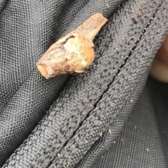 Unidentified Snail or Slug (Gastropoda) (TBC) at Bellingen, NSW - 6 Apr 2022 by BrianH