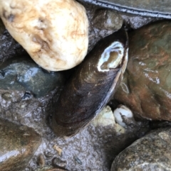 Unidentified Pipi / Clam / Oyster (Bivalvia) (TBC) at Gleniffer, NSW - 6 Apr 2022 by BrianH