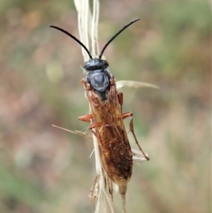 Thynninae (subfamily) (Smooth flower wasp) at Aranda, ACT - 2 Apr 2022 by CathB