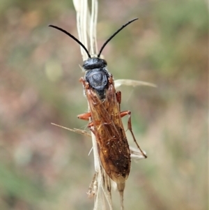 Thynninae (subfamily) at Aranda, ACT - 2 Apr 2022