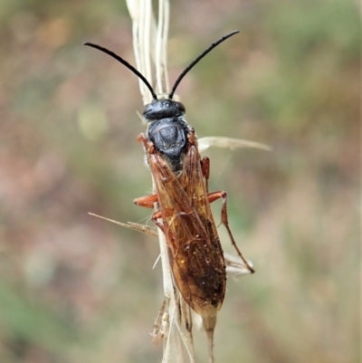 Thynninae (subfamily) (Smooth flower wasp) at Aranda, ACT - 2 Apr 2022 by CathB