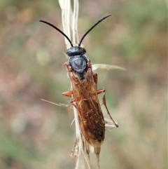 Thynninae (subfamily) (Smooth flower wasp) at Aranda Bushland - 2 Apr 2022 by CathB