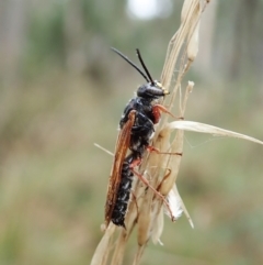 Thynninae (subfamily) at Aranda, ACT - 2 Apr 2022