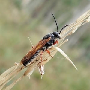 Thynninae (subfamily) at Aranda, ACT - 2 Apr 2022