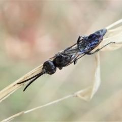 Tiphiidae sp. (family) (Unidentified Smooth flower wasp) at Point 4150 - 2 Apr 2022 by CathB