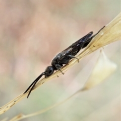Tiphiidae sp. (family) at Aranda, ACT - 2 Apr 2022