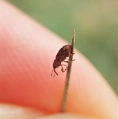 Curculionidae (family) (Unidentified weevil) at Aranda Bushland - 2 Apr 2022 by CathB