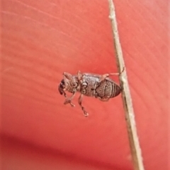 Curculionidae (family) at Aranda, ACT - 2 Apr 2022