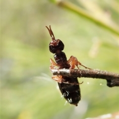 Thynninae (subfamily) (Smooth flower wasp) at Cook, ACT - 26 Mar 2022 by CathB