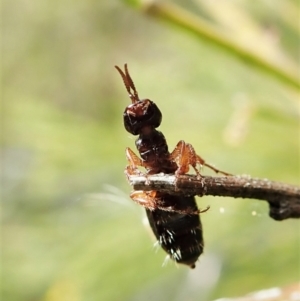 Thynninae (subfamily) at Cook, ACT - 26 Mar 2022