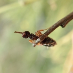 Thynninae (subfamily) at Cook, ACT - 26 Mar 2022