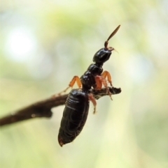 Thynninae (subfamily) at Cook, ACT - 26 Mar 2022