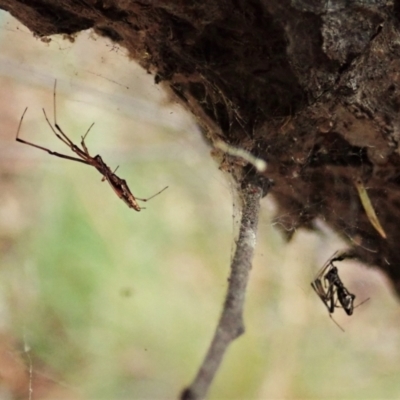 Argyrodes sp. (genus) (Dew-drop spider) at Aranda Bushland - 2 Apr 2022 by CathB