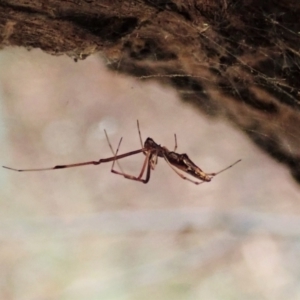 Argyrodes sp. (genus) at Aranda, ACT - 2 Apr 2022