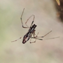 Argyrodes sp. (genus) at Aranda, ACT - 2 Apr 2022