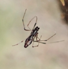 Argyrodes sp. (genus) at Aranda, ACT - 2 Apr 2022 04:02 PM