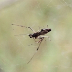 Argyrodes sp. (genus) at Aranda, ACT - 2 Apr 2022 04:02 PM