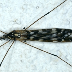 Ischnotoma (Ischnotoma) eburnea at Ainslie, ACT - 4 Apr 2022