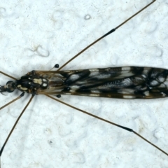 Ischnotoma (Ischnotoma) eburnea (A Crane Fly) at Ainslie, ACT - 3 Apr 2022 by jb2602
