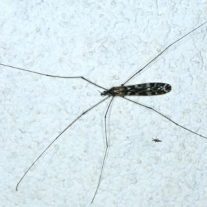 Ischnotoma (Ischnotoma) eburnea at Ainslie, ACT - 4 Apr 2022