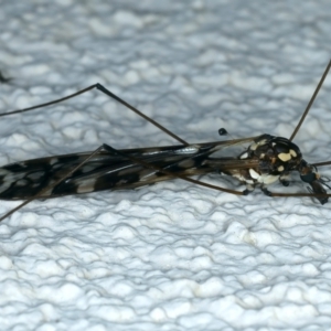 Ischnotoma (Ischnotoma) eburnea at Ainslie, ACT - 4 Apr 2022