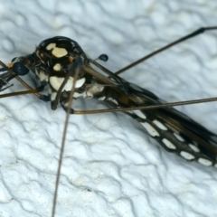 Ischnotoma (Ischnotoma) eburnea at Ainslie, ACT - 4 Apr 2022