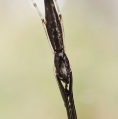 Argyrodes sp. (genus) (Dew-drop spider) at Aranda, ACT - 2 Apr 2022 by CathB