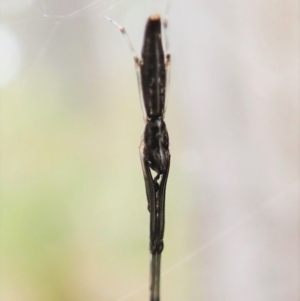 Argyrodes sp. (genus) at Aranda, ACT - 2 Apr 2022