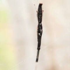 Argyrodes sp. (genus) at Aranda, ACT - 2 Apr 2022