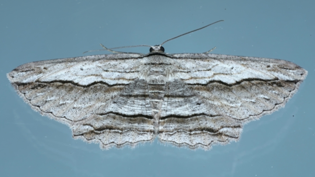 Euphronarcha luxaria at Ainslie, ACT - 3 Apr 2022