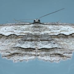 Euphronarcha luxaria (Striated Bark Moth) at Ainslie, ACT - 3 Apr 2022 by jb2602