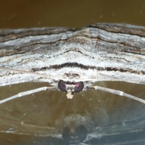 Euphronarcha luxaria at Ainslie, ACT - 3 Apr 2022 11:56 PM