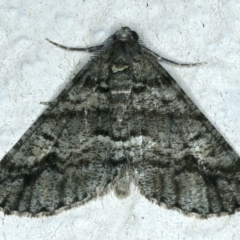 Lipogya eutheta (Grey Bark Moth) at Ainslie, ACT - 3 Apr 2022 by jb2602