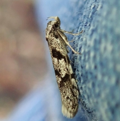 Oxythecta hieroglyphica (A scat moth) at Aranda Bushland - 2 Apr 2022 by CathB