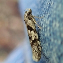 Oxythecta hieroglyphica (A scat moth) at Point 4150 - 2 Apr 2022 by CathB