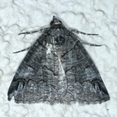 Austroterpna paratorna (Rounded Grey (Geometrinae)) at Ainslie, ACT - 3 Apr 2022 by jb2602