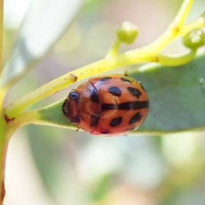 Peltoschema basicollis (Leaf beetle) at Aranda Bushland - 4 Apr 2022 by CathB