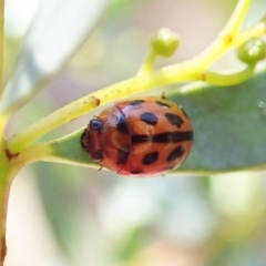 Peltoschema basicollis (Leaf beetle) at Aranda, ACT - 4 Apr 2022 by CathB
