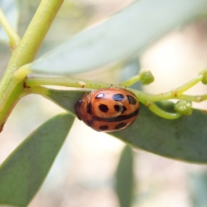 Peltoschema basicollis at Aranda, ACT - 4 Apr 2022 03:47 PM