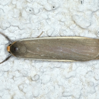 Palaeosia bicosta (Two-ribbed Footman) at Ainslie, ACT - 3 Apr 2022 by jb2602