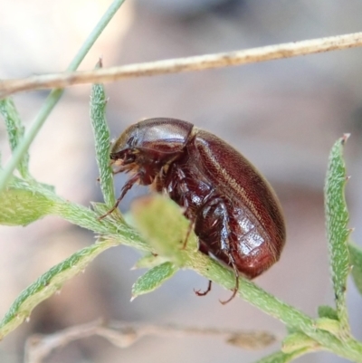 Scarabaeidae (family) (Scarab beetle, curl grub) at Aranda, ACT - 4 Apr 2022 by CathB