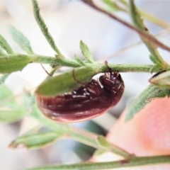 Scarabaeidae (family) at Aranda, ACT - 4 Apr 2022