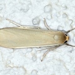 Palaeosia (genus) at Ainslie, ACT - 3 Apr 2022 by jb2602