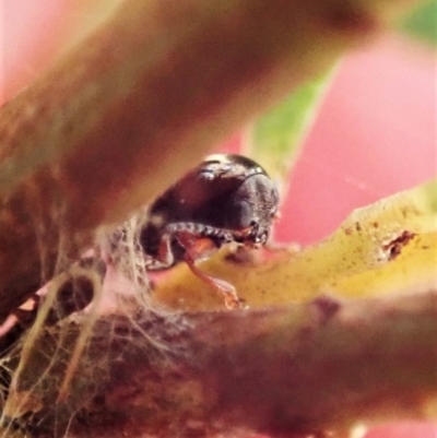 Ditropidus sp. (genus) (Leaf beetle) at Aranda Bushland - 4 Apr 2022 by CathB