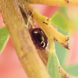 Ditropidus sp. (genus) at Aranda, ACT - 4 Apr 2022
