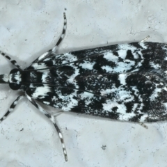 Scoparia exhibitalis (A Crambid moth) at Ainslie, ACT - 3 Apr 2022 by jb2602