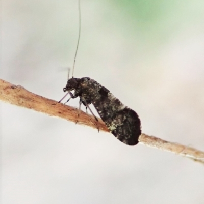 Psocodea 'Psocoptera' sp. (order) (Unidentified plant louse) at Aranda, ACT - 4 Apr 2022 by CathB