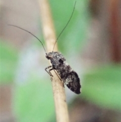 Psocodea 'Psocoptera' sp. (order) at Aranda, ACT - 4 Apr 2022
