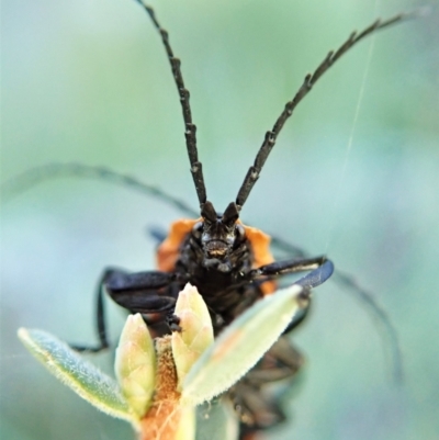 Trichalus sp. (genus) (Net-winged beetle) at Aranda Bushland - 4 Apr 2022 by CathB