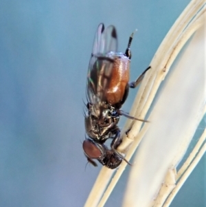 Rivellia sp. (genus) at Aranda, ACT - 4 Apr 2022